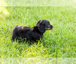 Small #3 Dachshund