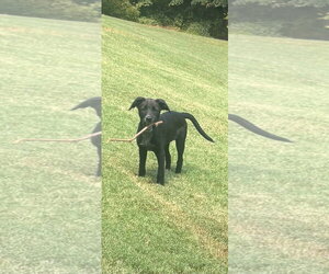 Lulu - Female Golden Retriever-Unknown Mix Dog for Adoption - Photo #2