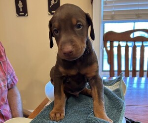 Doberman Pinscher Puppy for sale in PECK, KS, USA