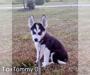 Siberian Husky Puppy for sale in MOUNT AYR, IA, USA