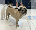 Small #2 Pug