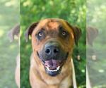 Small #1 American Staffordshire Terrier-Rottweiler Mix