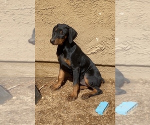 Doberman Pinscher Puppy for sale in YUCCA VALLEY, CA, USA