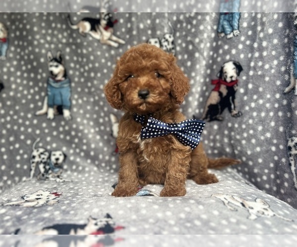 Medium Photo #9 Cavapoo Puppy For Sale in LAKELAND, FL, USA