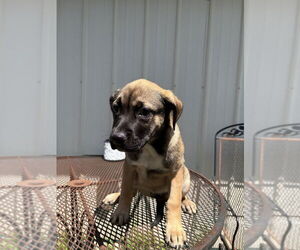Labrador Retriever-Unknown Mix Dogs for adoption in Bolivar, MO, USA