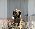 Small Labrador Retriever Mix