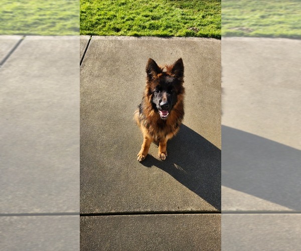 Medium Photo #3 German Shepherd Dog Puppy For Sale in LAKE STEVENS, WA, USA