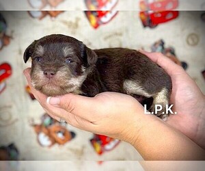 Schnauzer (Miniature) Puppy for sale in WINNSBORO, LA, USA