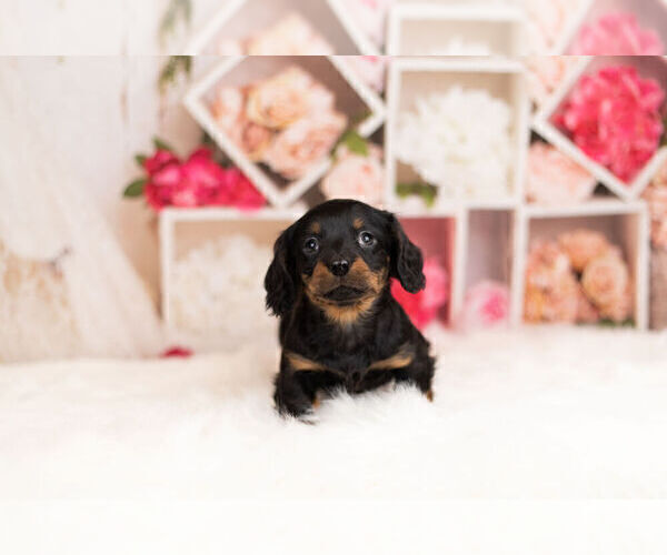 Medium Photo #2 Dachshund Puppy For Sale in WARSAW, IN, USA