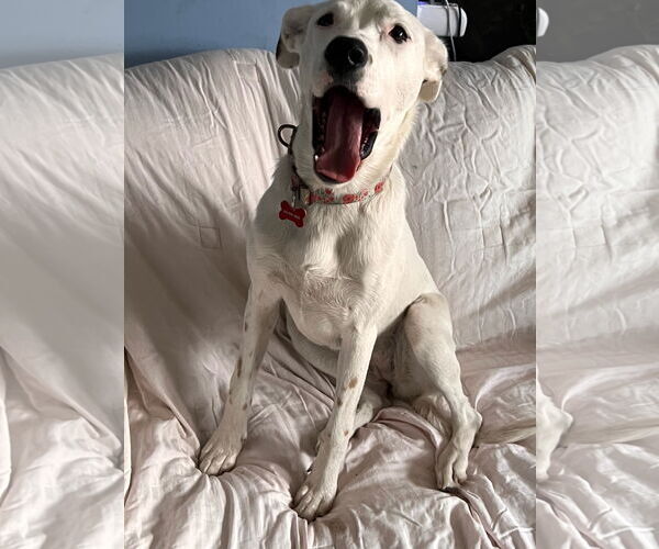 Medium Photo #10 Mutt Puppy For Sale in Farmington, MN, USA
