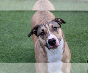 American Pit Bull Terrier-Labrador Retriever Mix Dogs for adoption in Amarillo, TX, USA