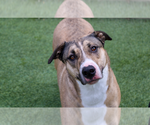 Small American Pit Bull Terrier-Labrador Retriever Mix