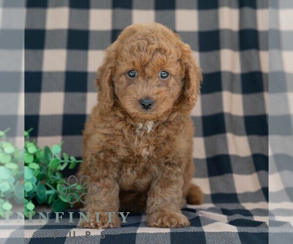 Medium Photo #5 Poodle (Miniature) Puppy For Sale in DORNSIFE, PA, USA
