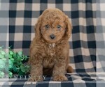 Small #4 Poodle (Miniature)