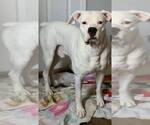 Small #1 Boxer