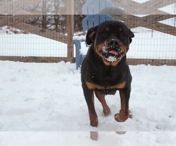 Medium Photo #3 Rottweiler Puppy For Sale in Chestertown, MD, USA