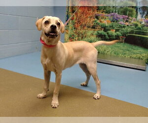 Pug-Unknown Mix Dogs for adoption in Moreno Valley, CA, USA