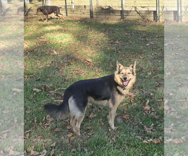 Medium Photo #4 Mutt Puppy For Sale in Columbus, IN, USA