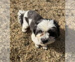 Small #2 Shih Tzu Mix