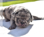 Small #4 Pug
