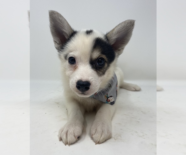 Medium Photo #5 Imo-Inu Puppy For Sale in MONCLOVA, OH, USA