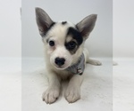 Small Photo #5 Imo-Inu Puppy For Sale in MONCLOVA, OH, USA