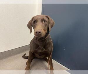 Doberman Pinscher-Unknown Mix Dogs for adoption in HESPERIA, CA, USA