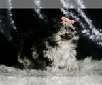 Small Photo #6 Maltipoo Puppy For Sale in WARSAW, IN, USA