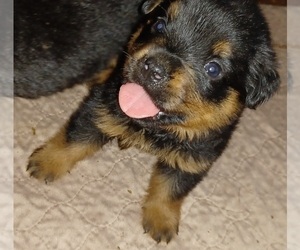 Rottweiler Puppy for sale in FOUR OAKS, NC, USA