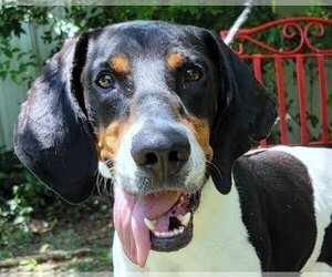Coonhound-Unknown Mix Dogs for adoption in Anniston, AL, USA