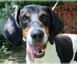 Small Photo #1 Coonhound-Unknown Mix Puppy For Sale in Anniston, AL, USA
