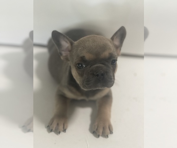 Medium Photo #1 French Bulldog Puppy For Sale in NEW PORT RICHEY, FL, USA