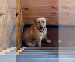 Small Photo #1 Labrador Retriever Puppy For Sale in ASHEBORO, NC, USA