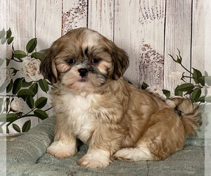 Shih Tzu Puppy for sale in PENNS CREEK, PA, USA