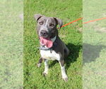 Small #15 American Pit Bull Terrier Mix