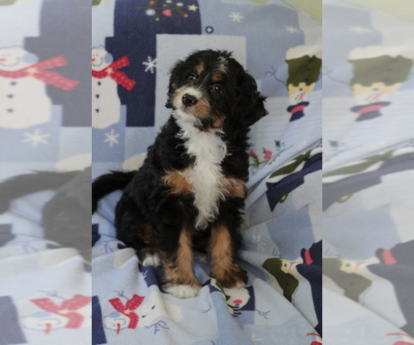 Medium Photo #3 Bernedoodle (Miniature) Puppy For Sale in MILWAUKEE, WI, USA