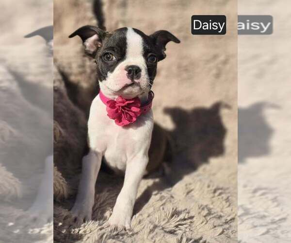 Medium Photo #3 Boston Terrier Puppy For Sale in POMEROY, OH, USA