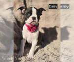 Small #2 Boston Terrier