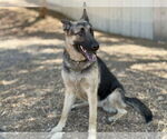 Small #1 German Shepherd Dog