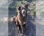 Small Australian Shepherd-Chesapeake Bay Retriever Mix