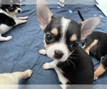 Baby Girl - Female Chihuahua Puppy for Sale - Photo #12