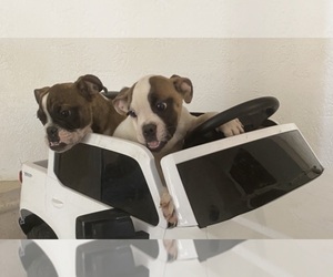 Olde English Bulldogge Puppy for sale in MORENO VALLEY, CA, USA