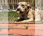 Small #22 American Pit Bull Terrier-Labrador Retriever Mix