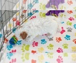 Small #4 Cavapoo (Miniature)-Poodle (Toy) Mix