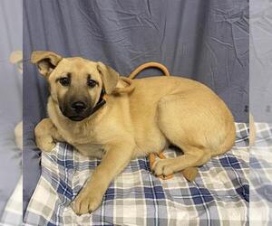 German Shepherd Dog Dogs for adoption in Modesto, CA, USA