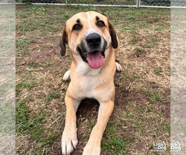 Medium Photo #1 Black Mouth Cur-Labrador Retriever Mix Puppy For Sale in Washington, DC, USA