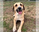 Small Black Mouth Cur-Labrador Retriever Mix