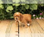 Small #26 Cocker Spaniel