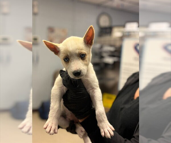 Medium Photo #1 Siberian Husky-Unknown Mix Puppy For Sale in Stockton, CA, USA