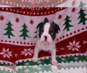 French Bulldog Puppy for sale in ATLANTA, GA, USA